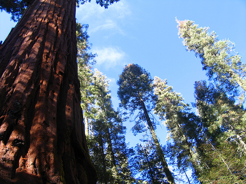 Giantsequoia.1.jpg