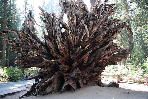 Giantsequoia.2.jpg