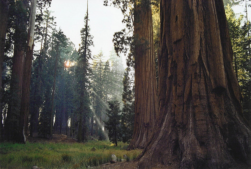 Giantsequoia.3.jpg