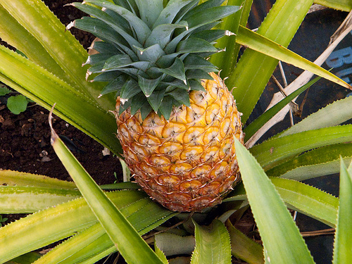 pineapple.1.jpg